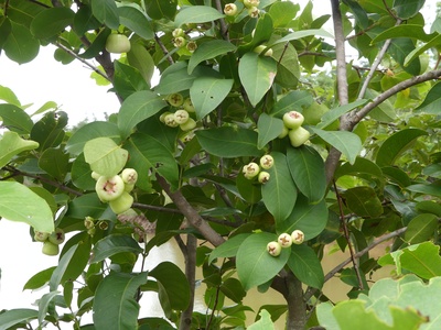 Rose Apple