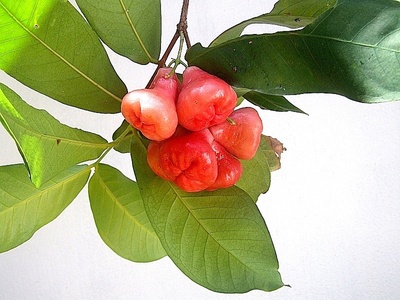 Rose apple / Syzygium