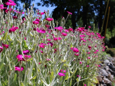 Rose campion