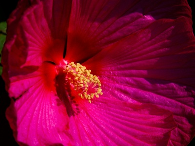 Rose mallow