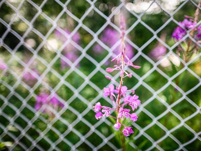 Rosebay willowherb