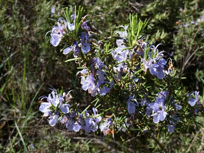 Rosemary