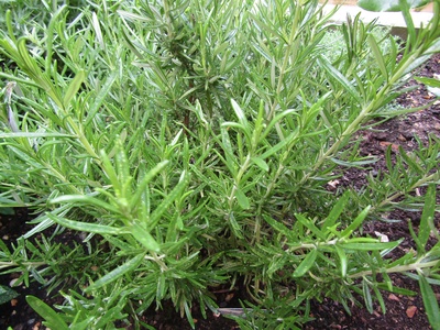 Rosemary