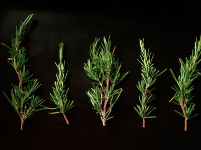 Rosemary