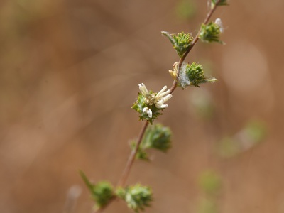 Rosinweed