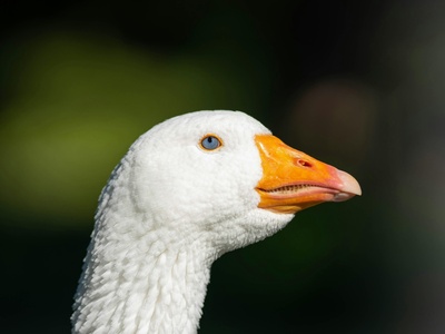 Ross's goose