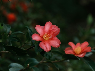 Rosy periwinkle