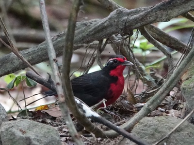 Rosy Thrush-Tanager