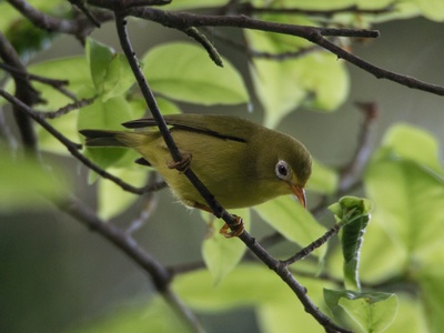 Rota White-eye