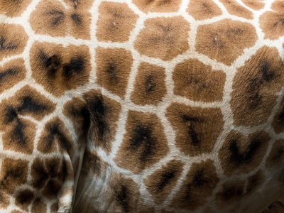 Rothschild's Giraffe