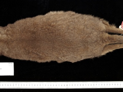 Rothschild's Rock-wallaby