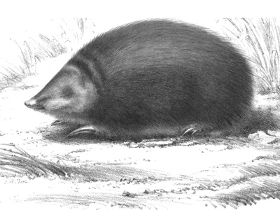 Rough-haired Golden Mole