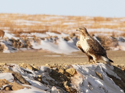 Rough-legged Buzzard