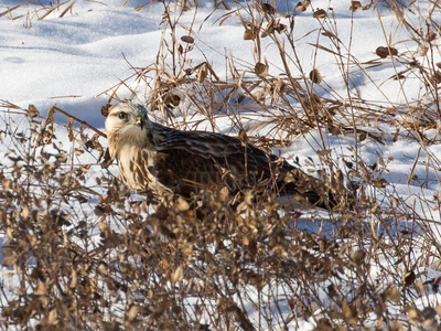Rough-legged Hawk