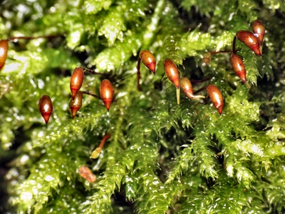 Rough-stalked feather-moss