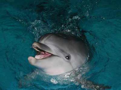 Rough-toothed Dolphin