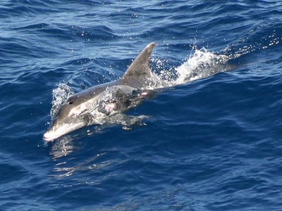 Rough‑toothed dolphin