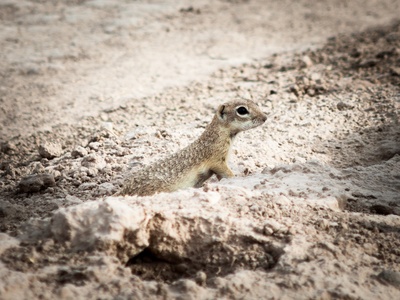 Round-tailed Ground Squirrel