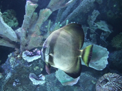 Round Batfish
