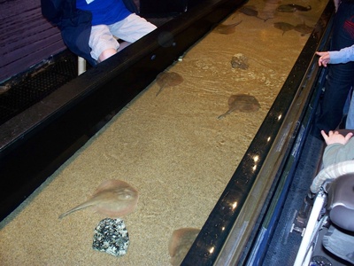 Round stingray