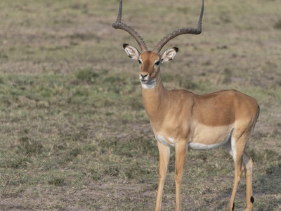 Royal Antelope