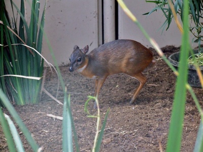 Royal Antelope