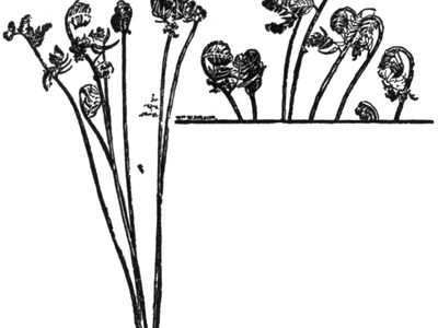 Royal fern