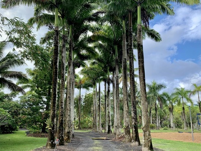 Royal palm