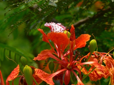 Royal Poinciana