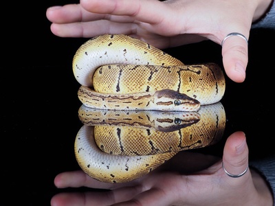 Royal python
