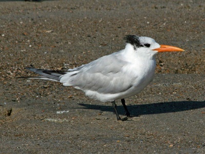 Royal Tern