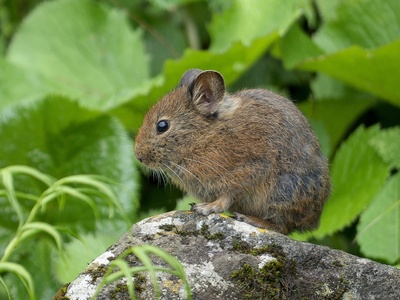 Royle's Pika