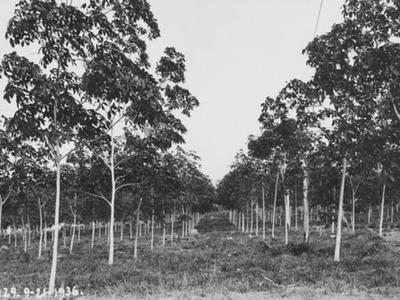 Rubber tree