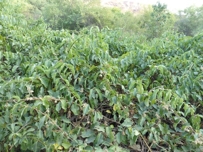 Rubber Vine