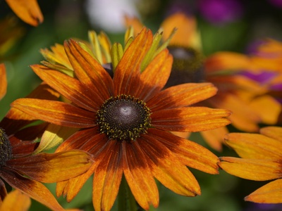 Rudbeckia