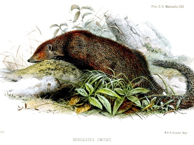 Ruddy Mongoose