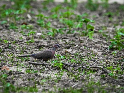 Ruddy Quail-Dove