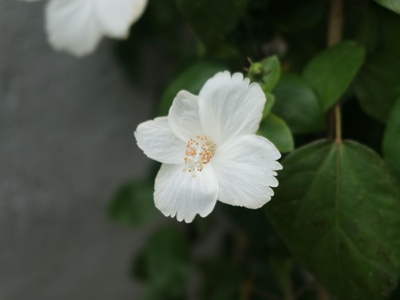 Ruellia (Mexican petunia)