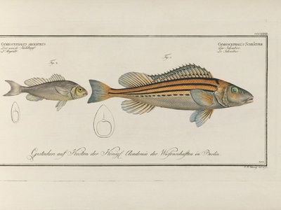 Ruffe