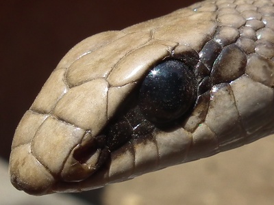 Rufous Beaked Snake
