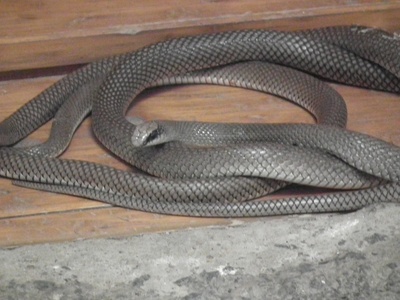 Rufous Beaked Snake