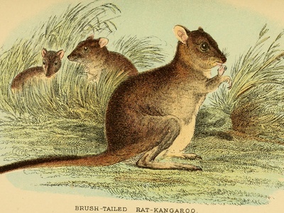 Rufous Bettong