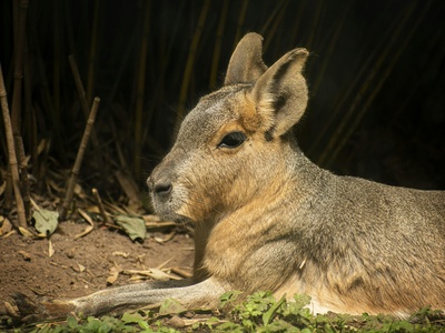 Rufous Hare-wallaby