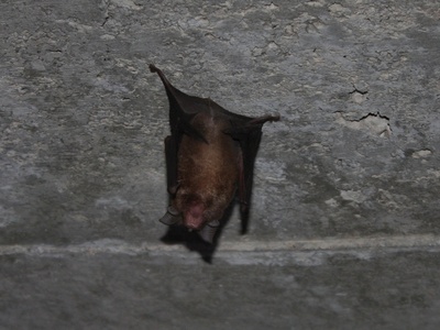 Rufous Horseshoe Bat