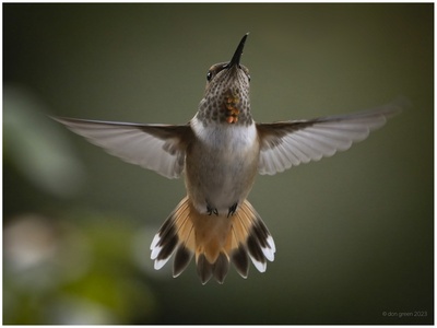 Rufous hummingbird