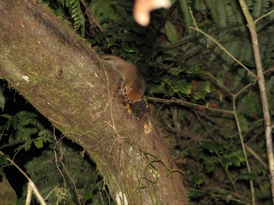Rufous Mouse-lemur