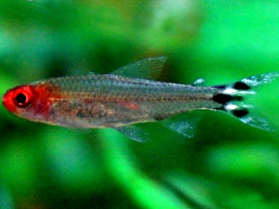 Rummy-nose Tetra