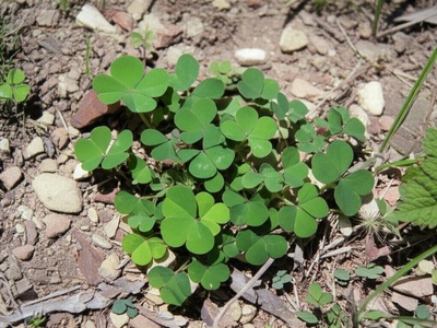 Running Glade Clover