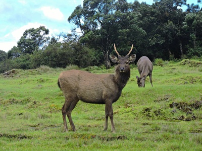 Rusa deer