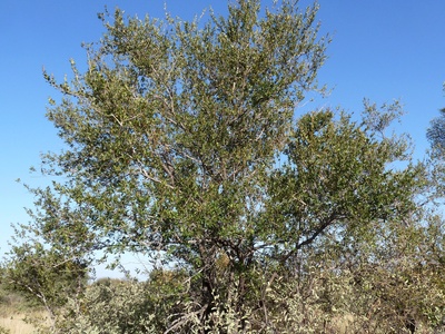 Russet Bushwillow
